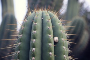 cactus-1080962_1280